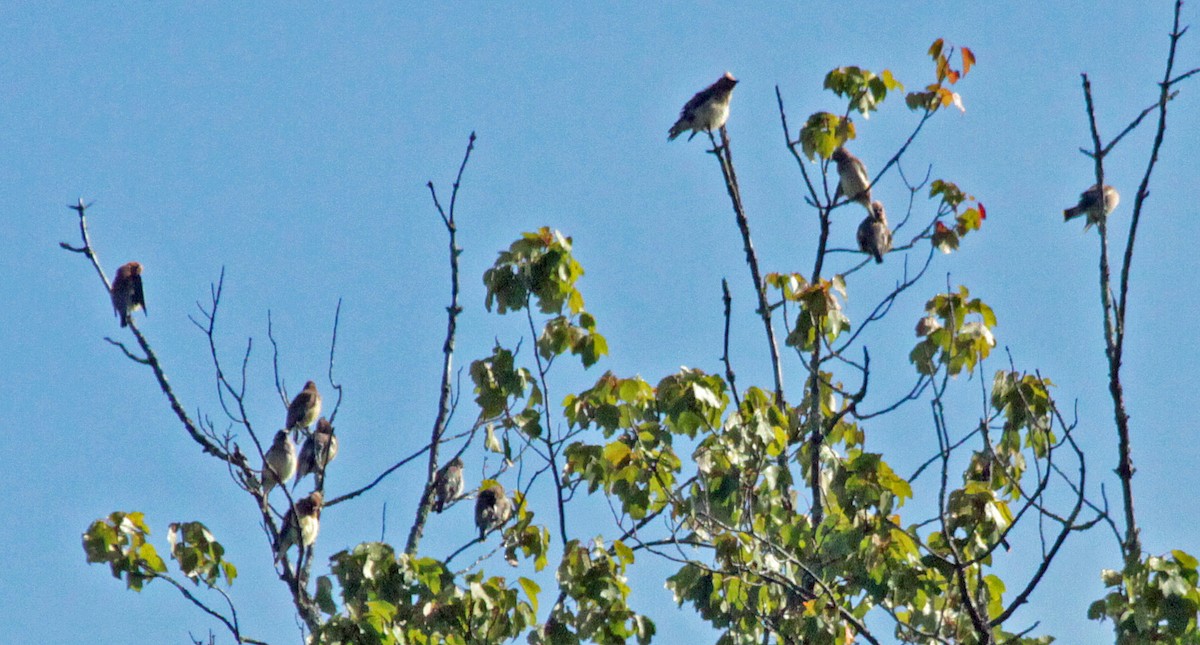 ヒメレンジャク - ML647789480