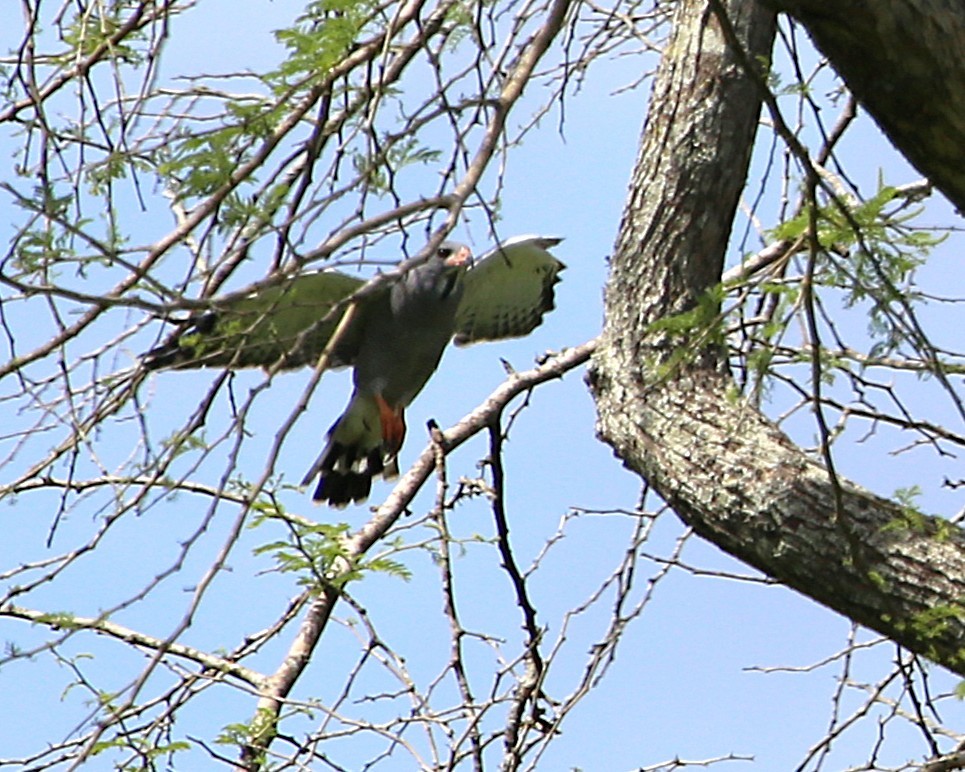 Lizard Buzzard - ML647789493