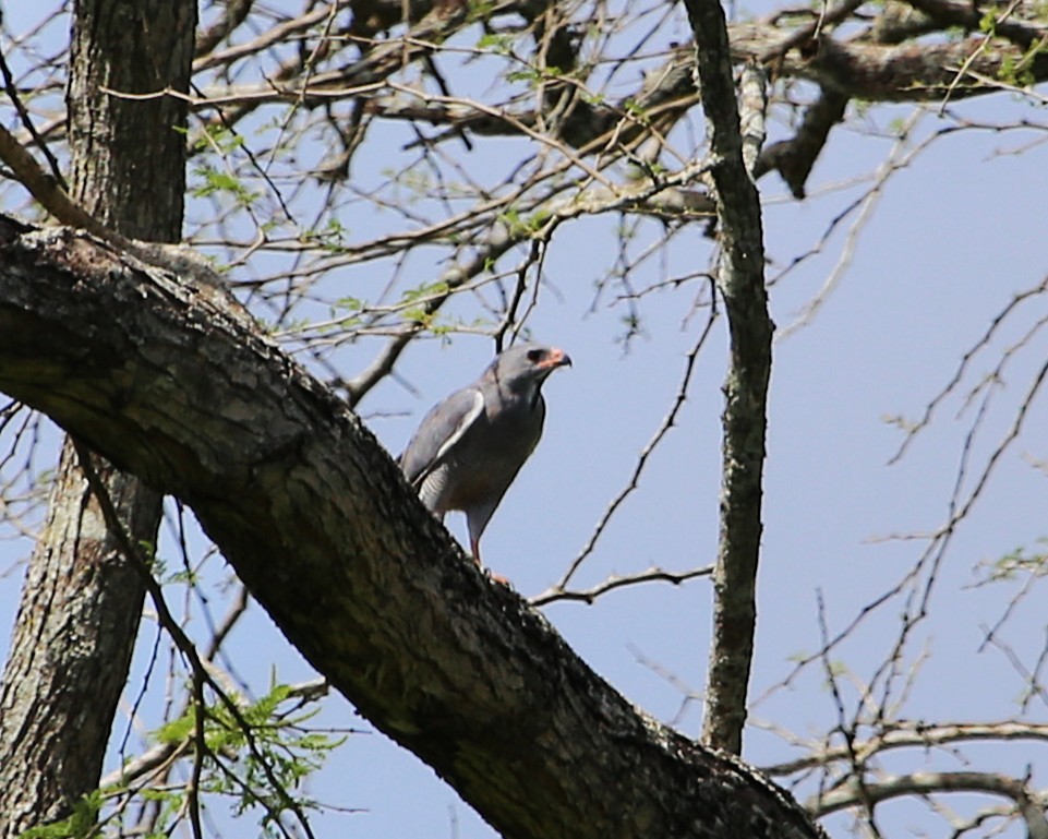 Lizard Buzzard - ML647789494