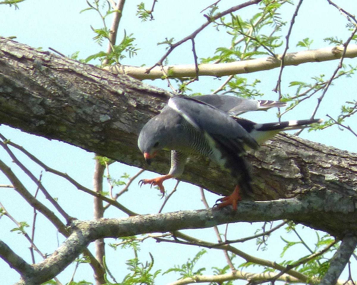 Lizard Buzzard - ML647789495