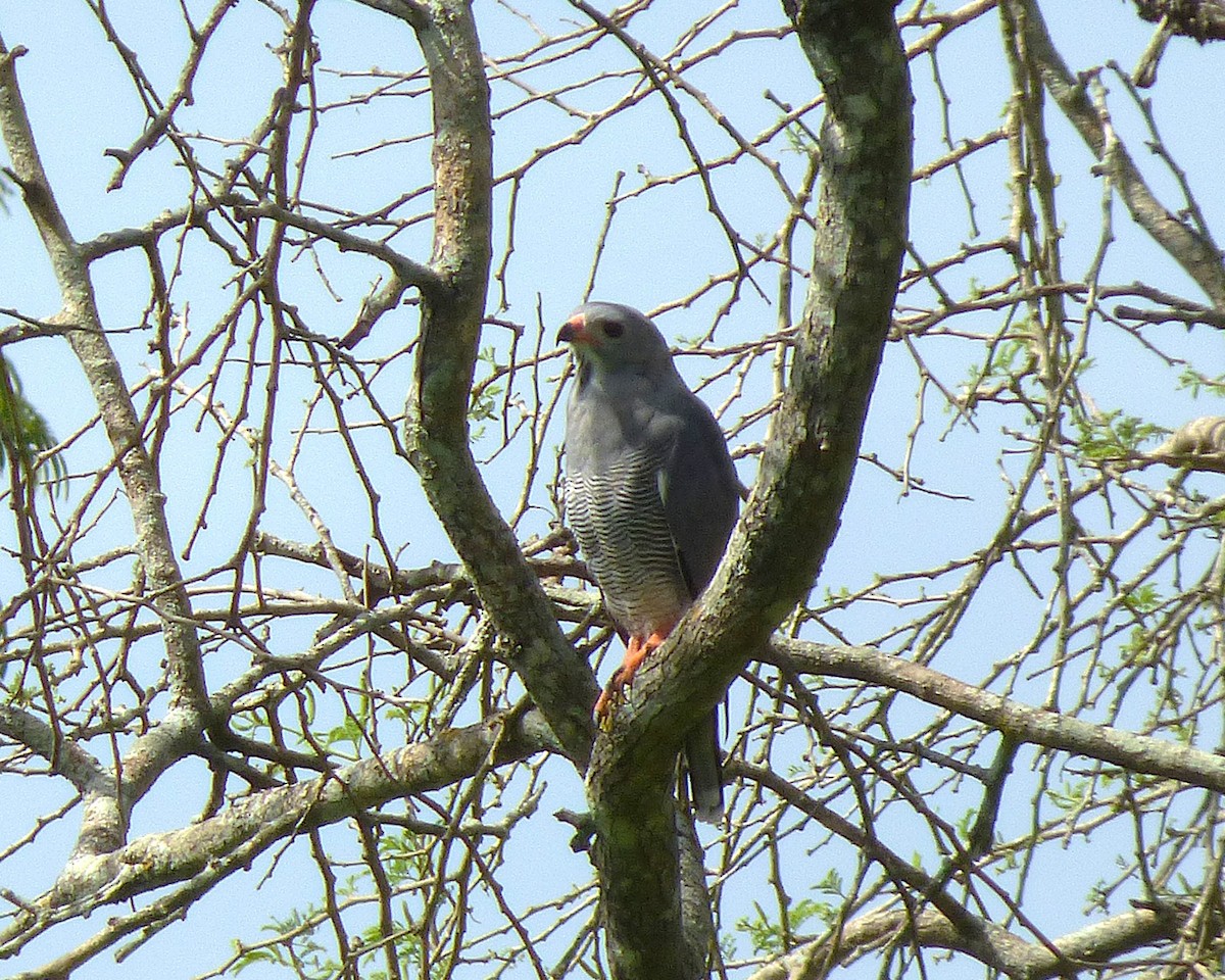 Lizard Buzzard - ML647789496