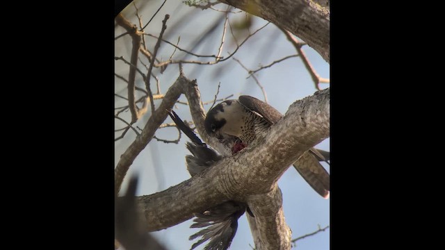 Сапсан - ML647789500