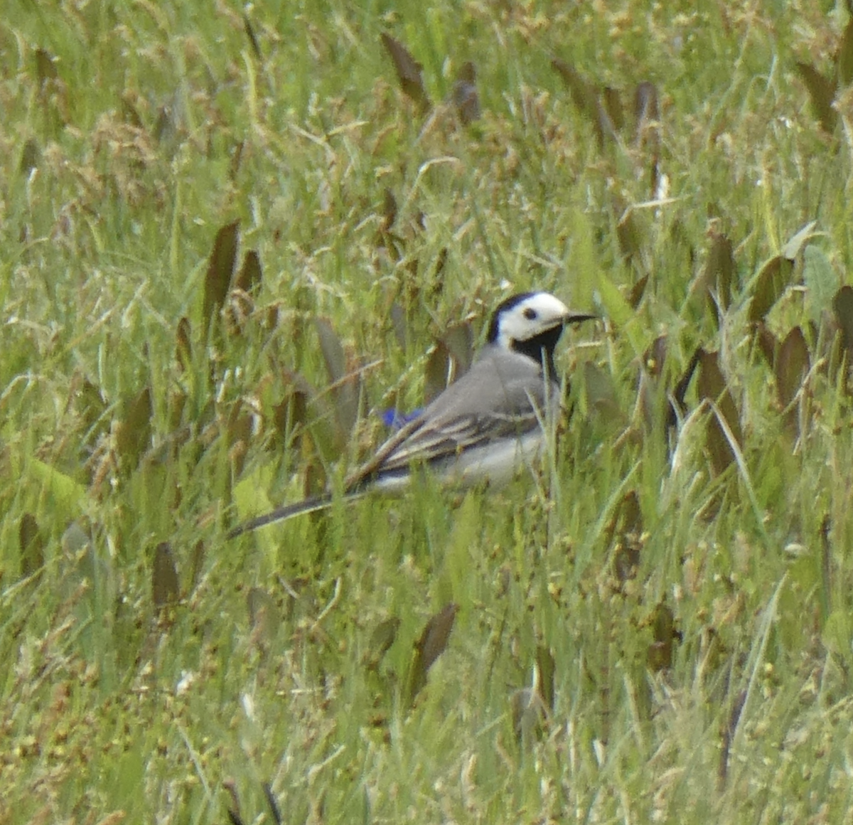 Lavandera Blanca - ML647789501