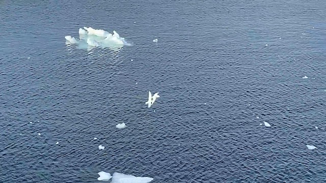 Буревісник білий - ML647789509