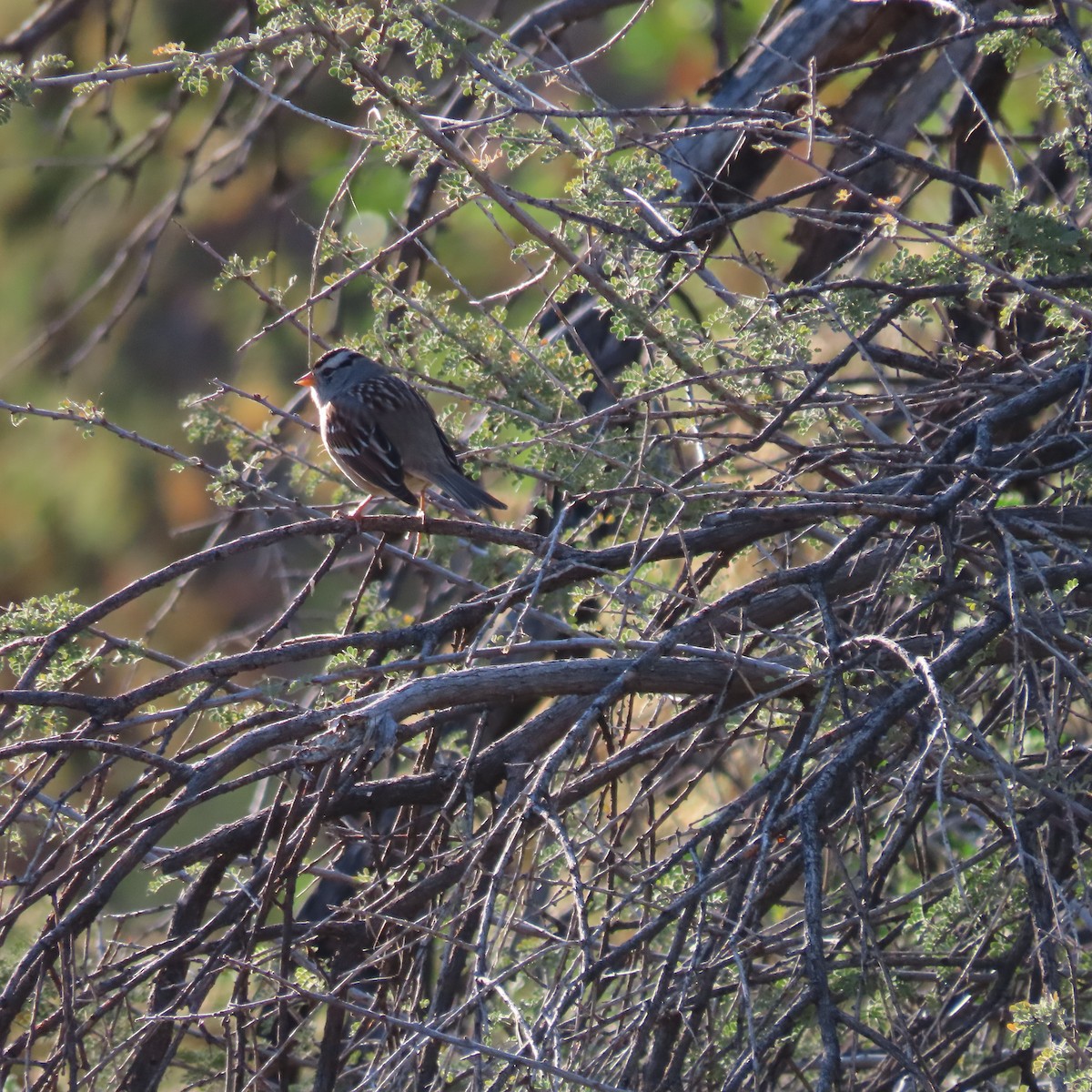 Porsuk Serçesi - ML647789510