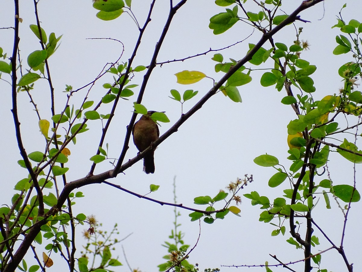 Southern House Wren - ML647789525