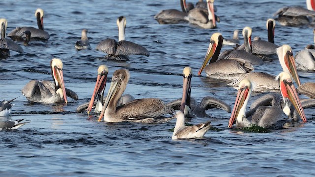 Пелікан бурий (підвид californicus) - ML647789531