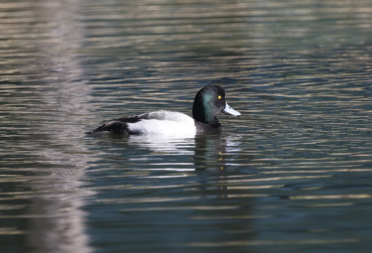 bergand - ML647789534