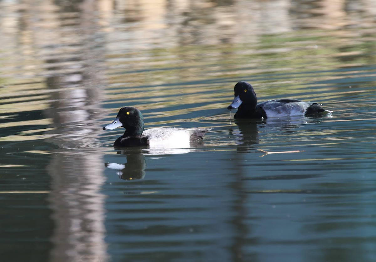 bergand - ML647789535