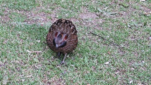 Токро чубатий - ML647789549