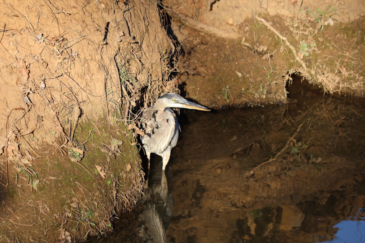 Great Blue Heron - ML647789557