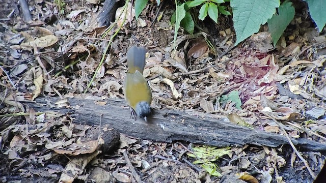 Пасовник великоногий - ML647789575