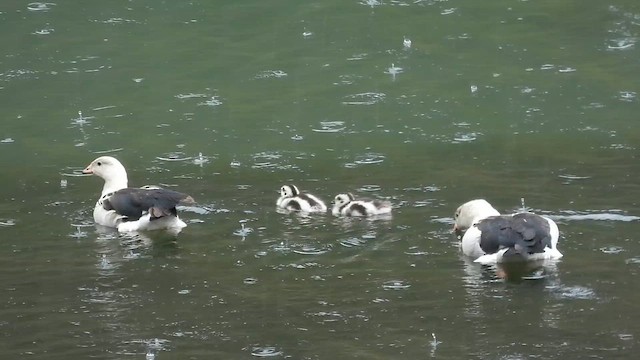 Каргарка андська - ML647789588