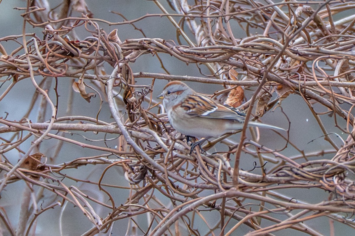 strnádka pokřovní - ML647789617