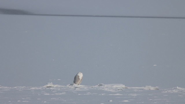 Сова біла - ML647789626