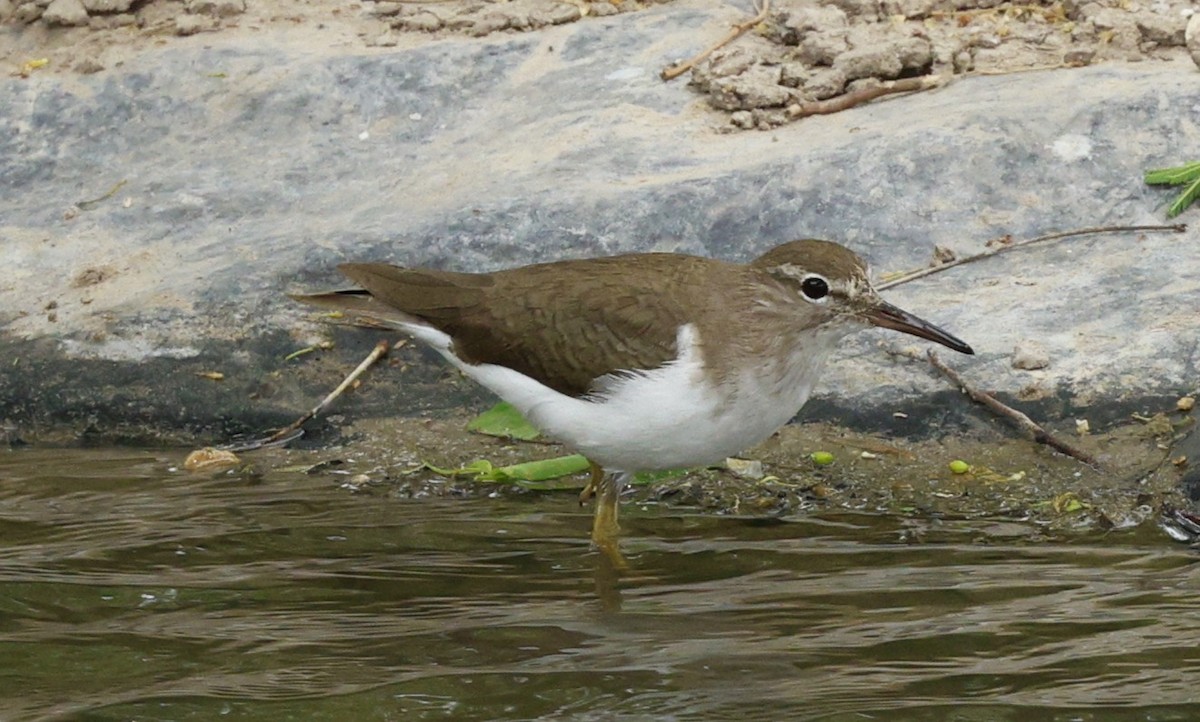 アメリカイソシギ - ML647789678