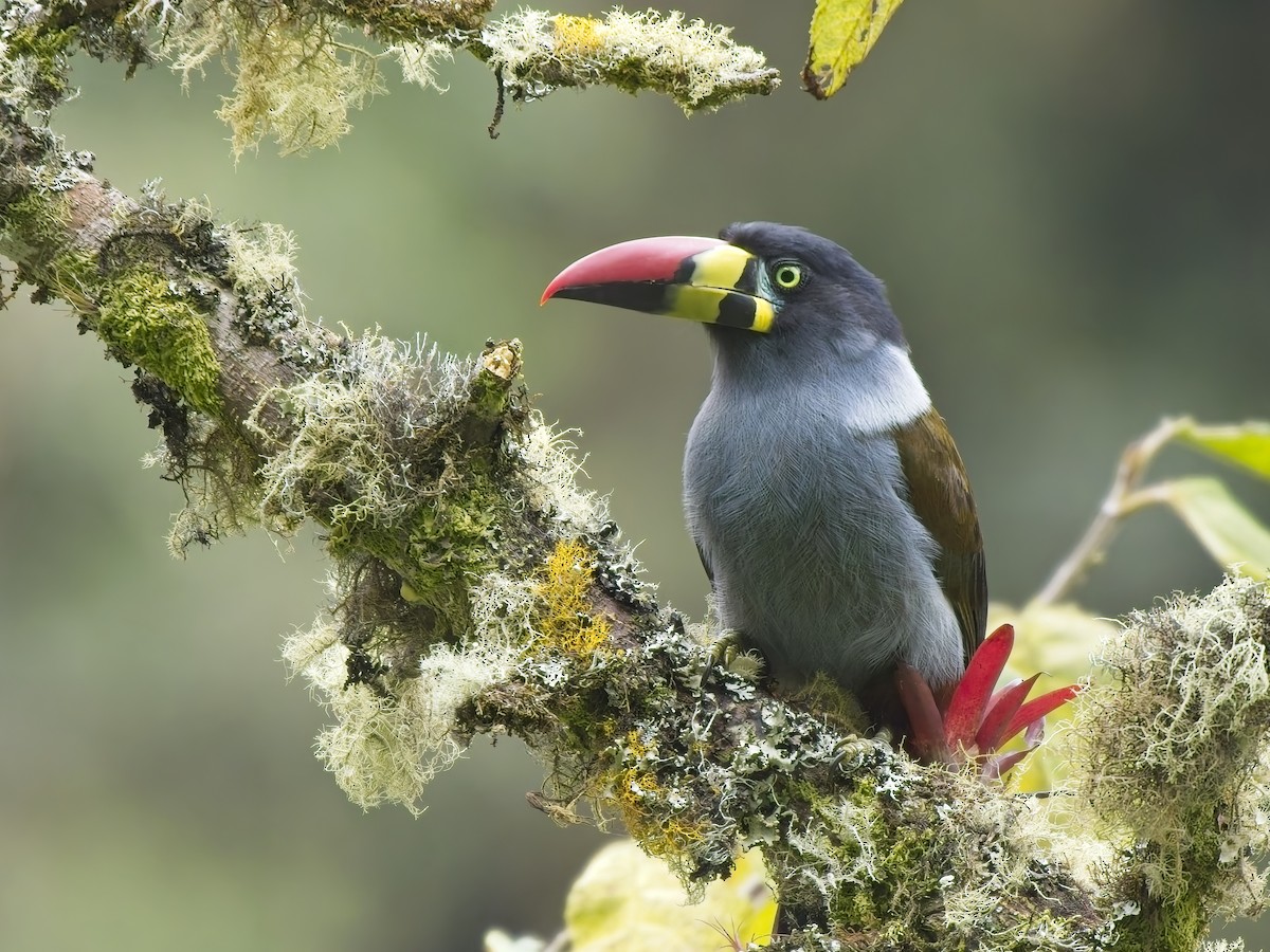Gray-breasted Mountain-Toucan - ML647789688