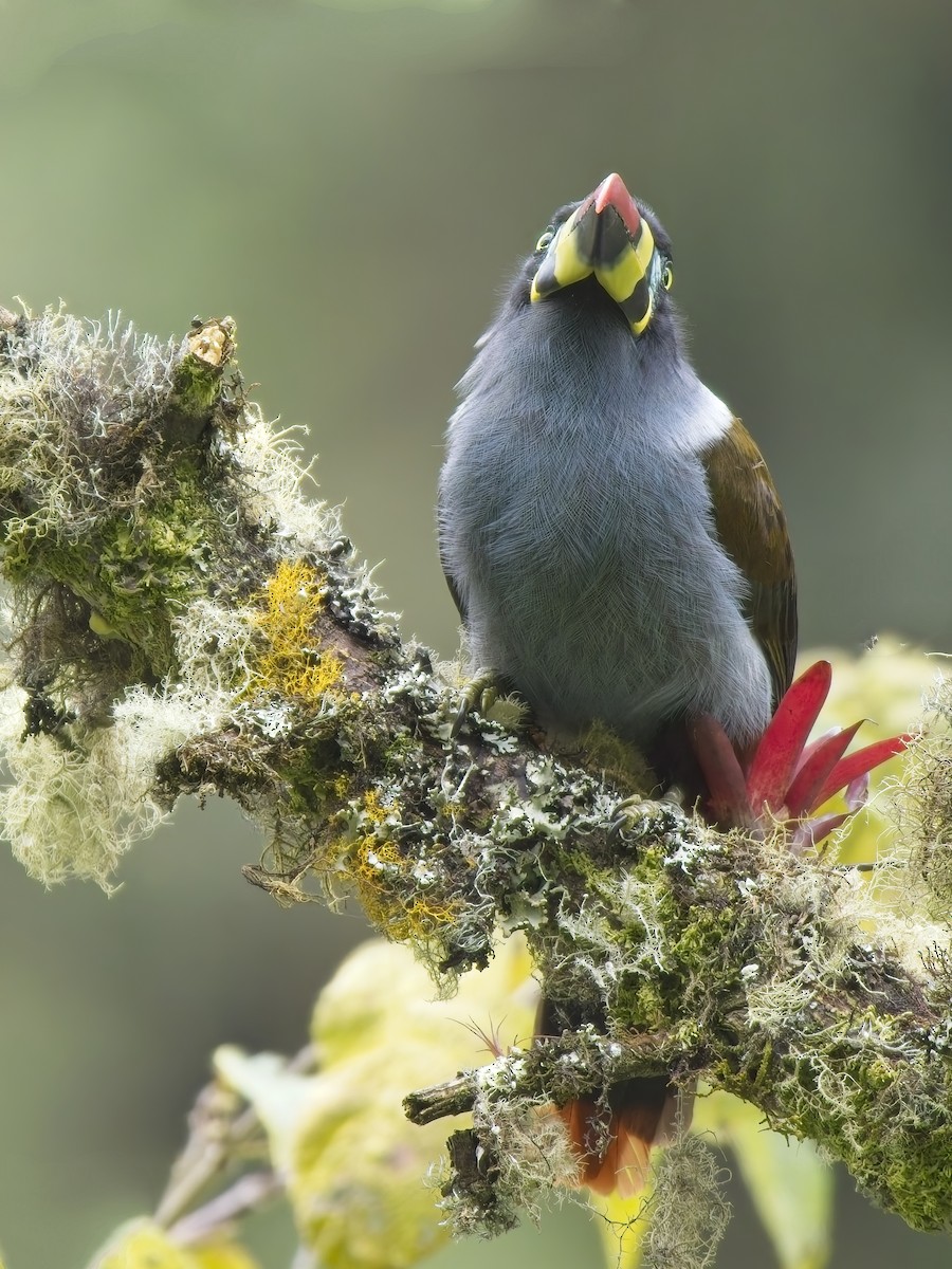 Gray-breasted Mountain-Toucan - ML647789689