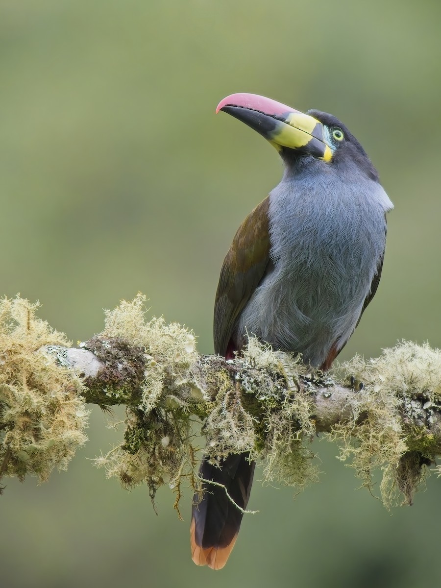 Gray-breasted Mountain-Toucan - ML647789690