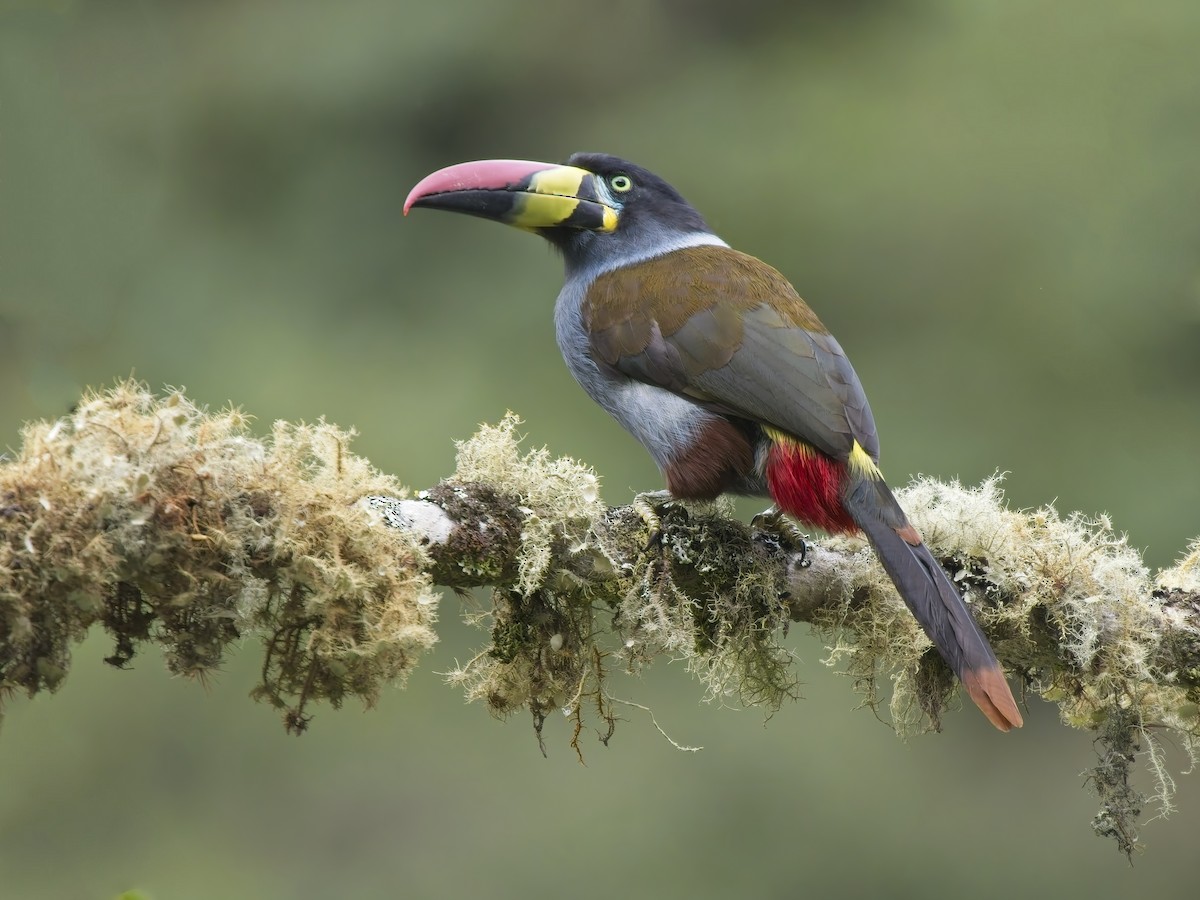 Gray-breasted Mountain-Toucan - ML647789695