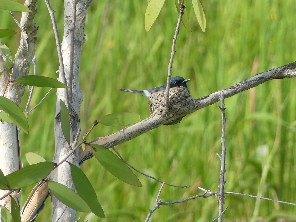 Leaden Flycatcher - ML647789701