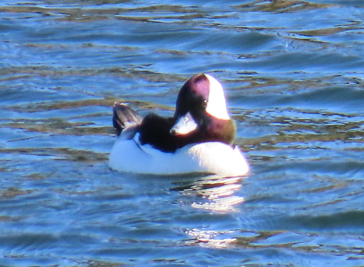 Bufflehead - ML647789702