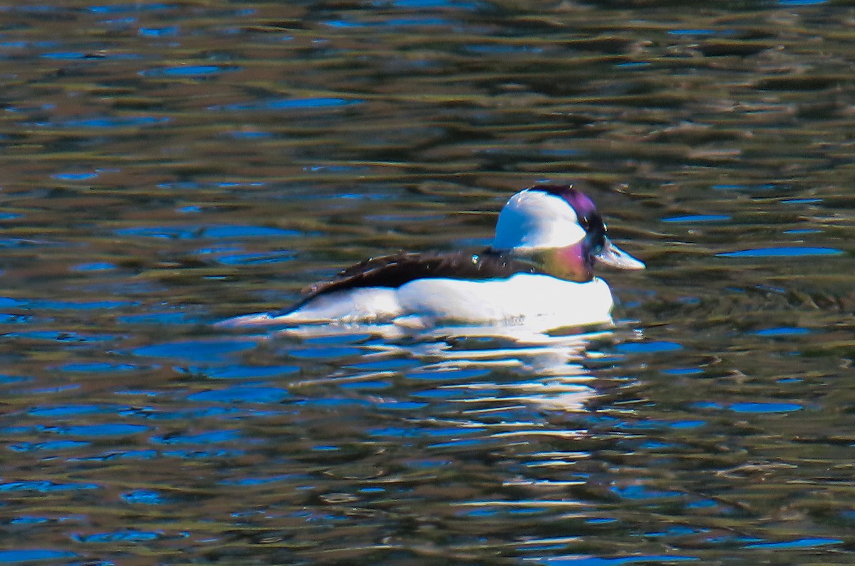 Bufflehead - ML647789703