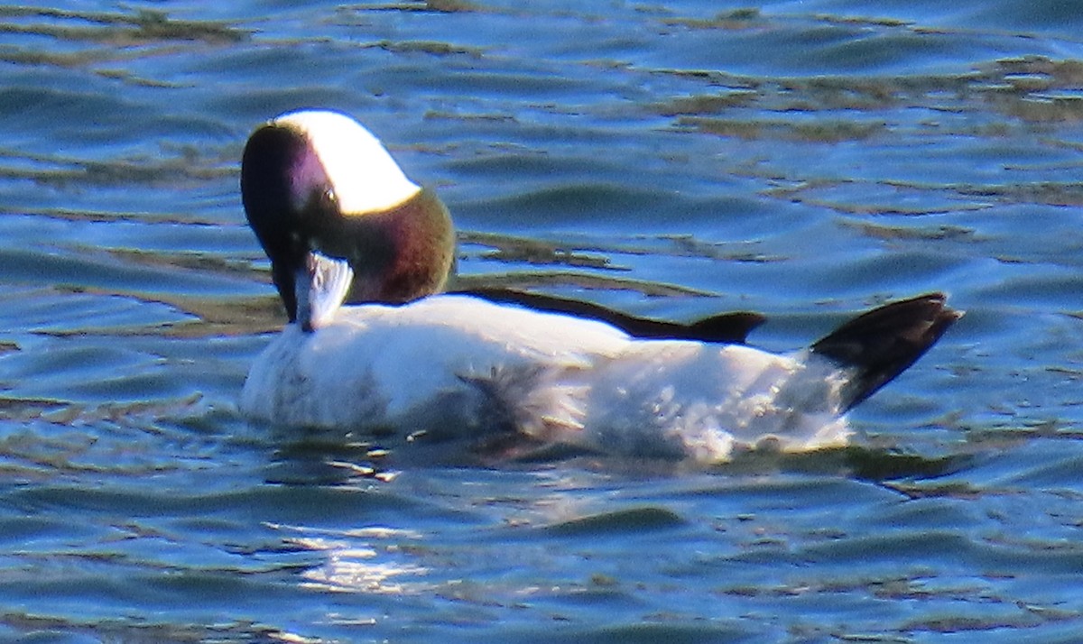 Bufflehead - ML647789704