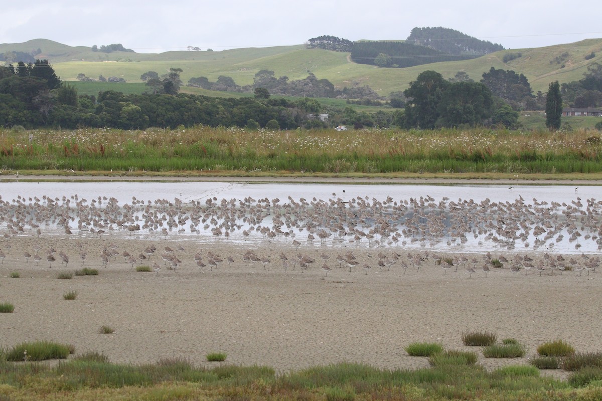 Bar-tailed Godwit - ML647789706