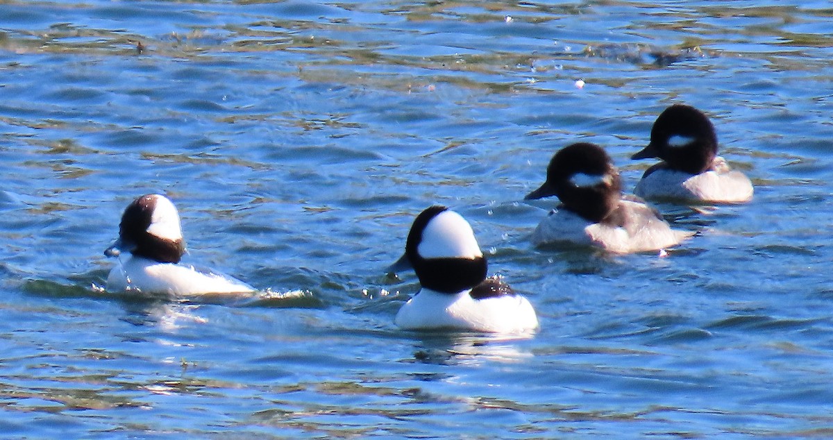 Bufflehead - ML647789707
