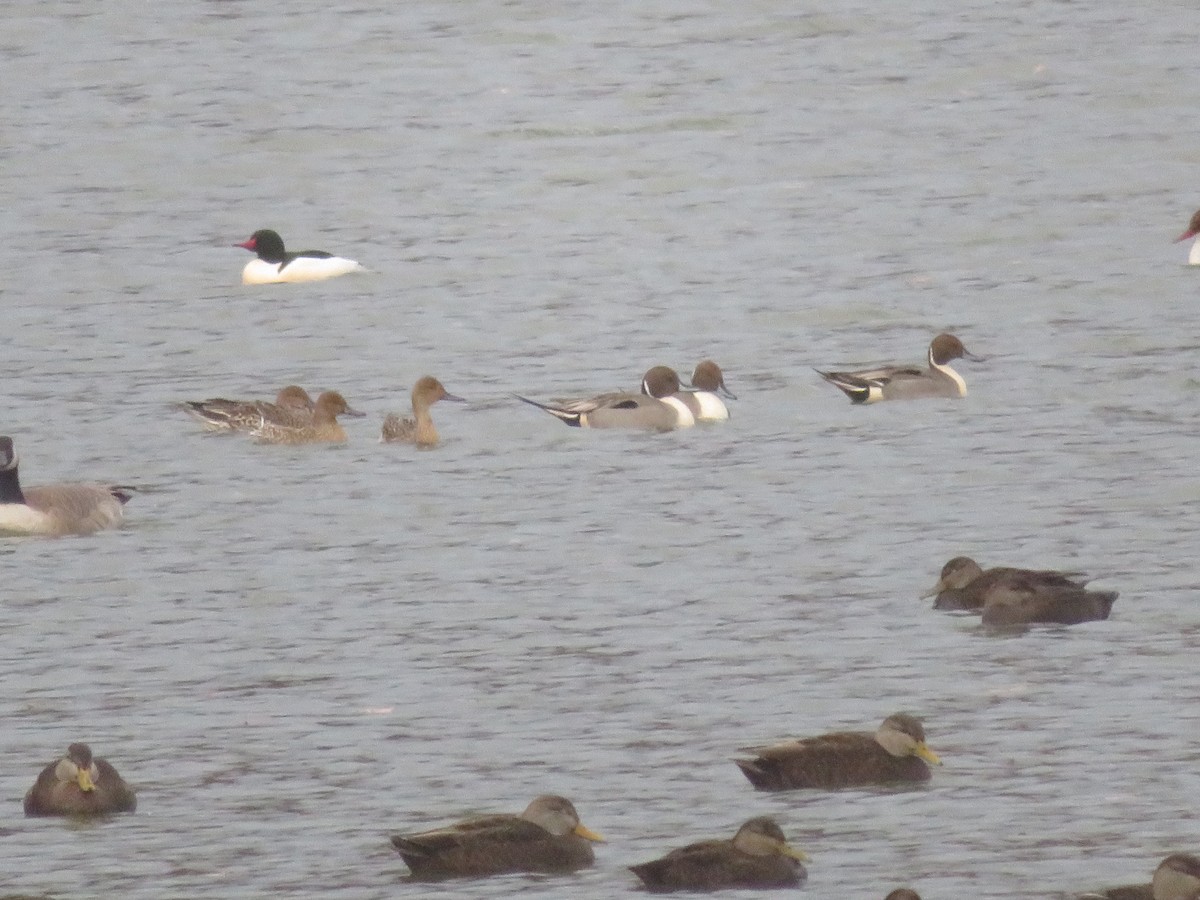 Northern Pintail - ML647789708
