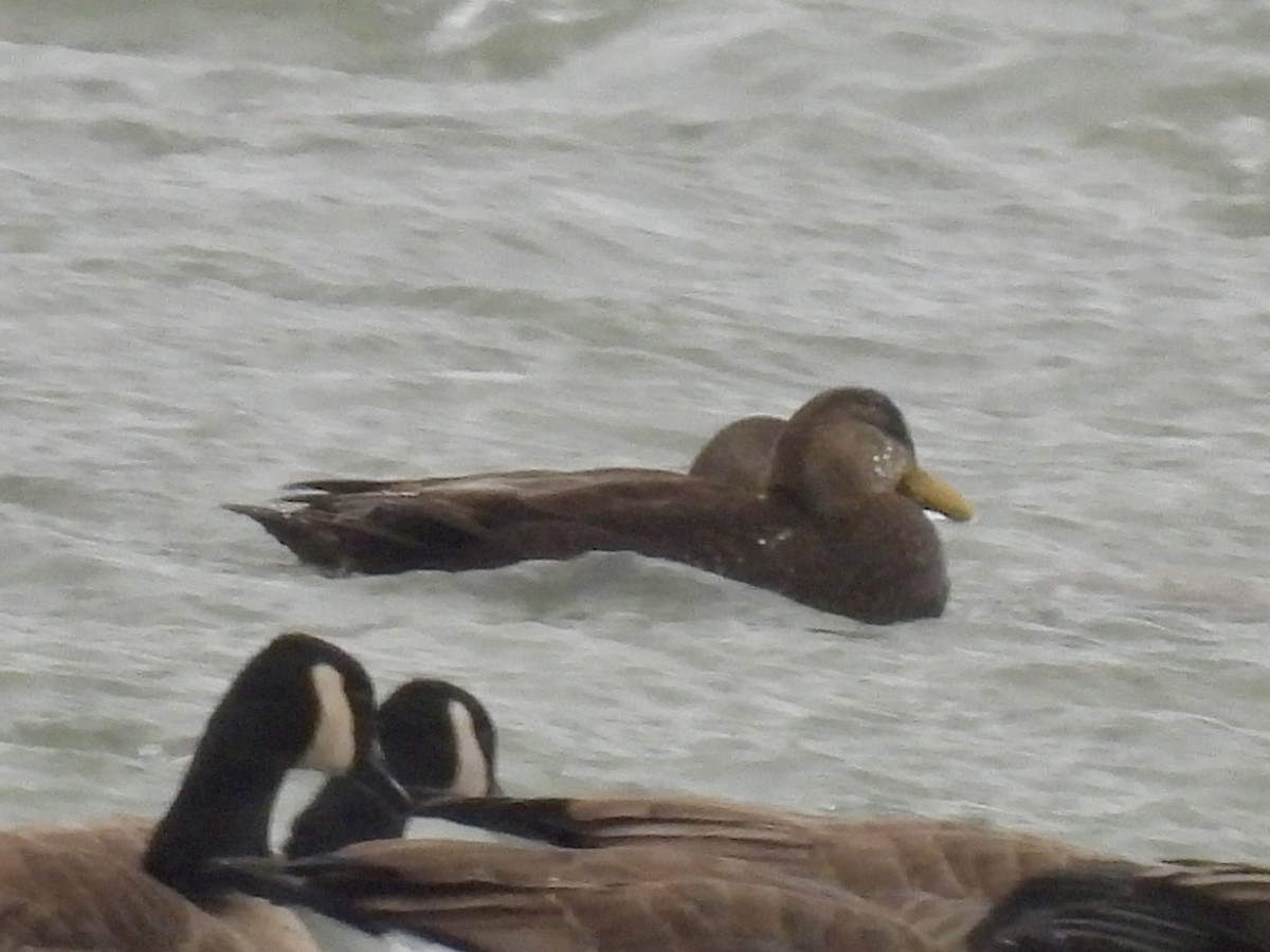 American Black Duck - ML647789709