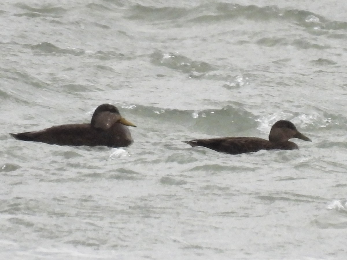 American Black Duck - ML647789710