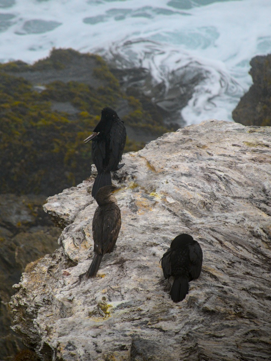 Neotropic Cormorant - ML647789711