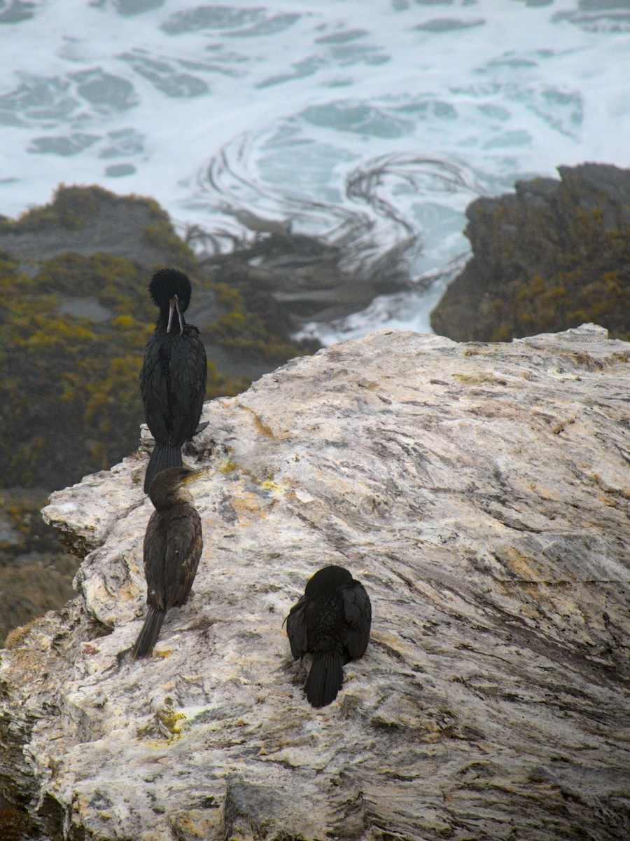 Neotropic Cormorant - ML647789712