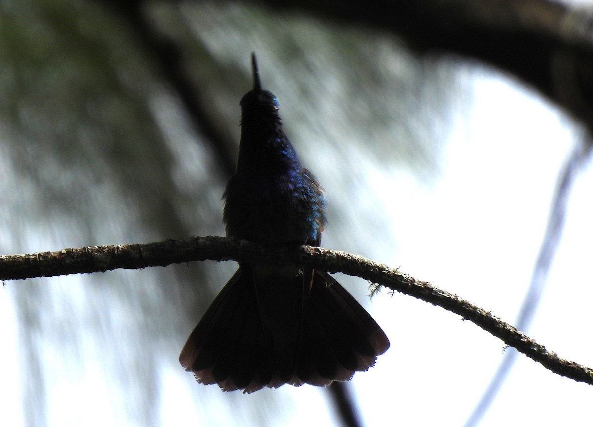 Mexican Violetear - ML647789713