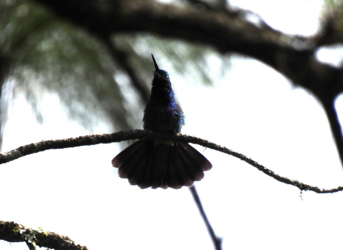 Mexican Violetear - ML647789715