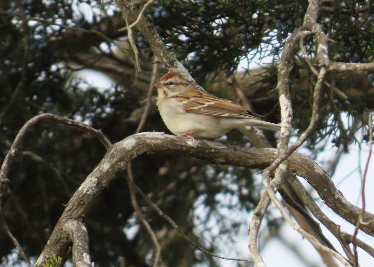 Chipping Sparrow - ML647789716