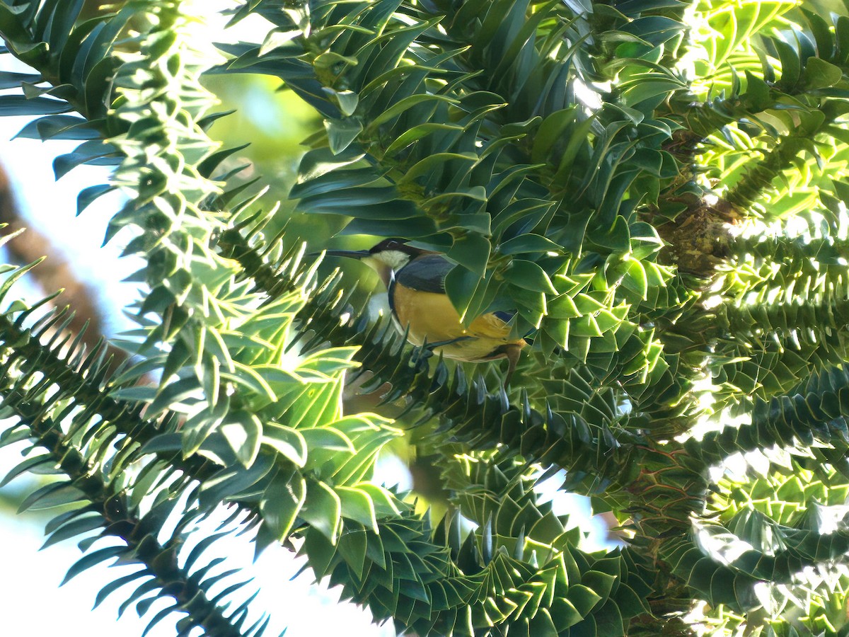 Eastern Spinebill - ML647789717