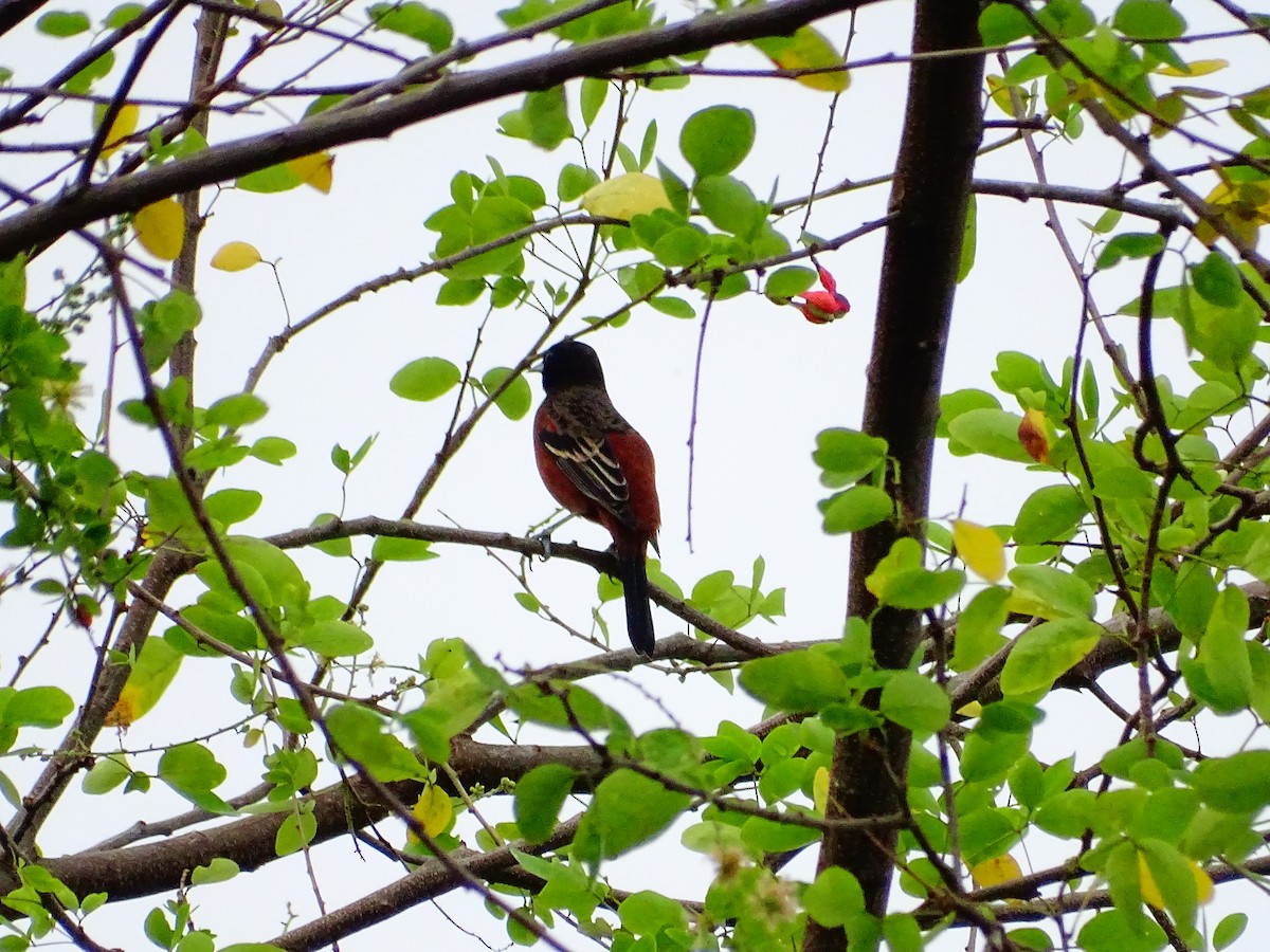 Orchard Oriole - ML647789719