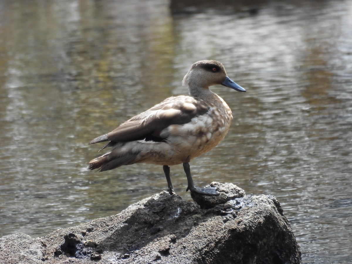 Crested Duck - ML647789720