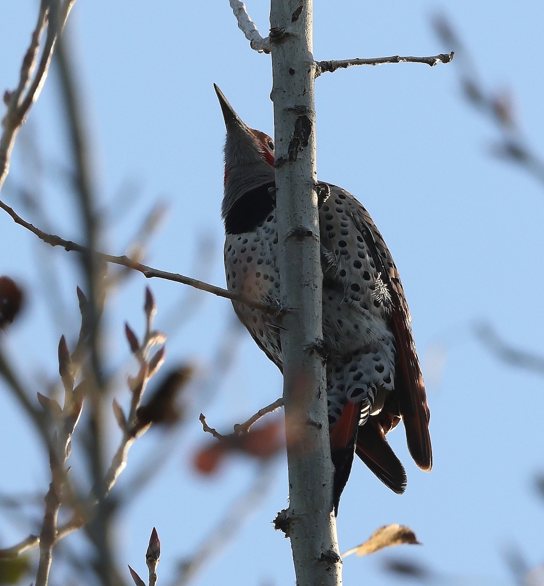 Northern Flicker - ML647789721