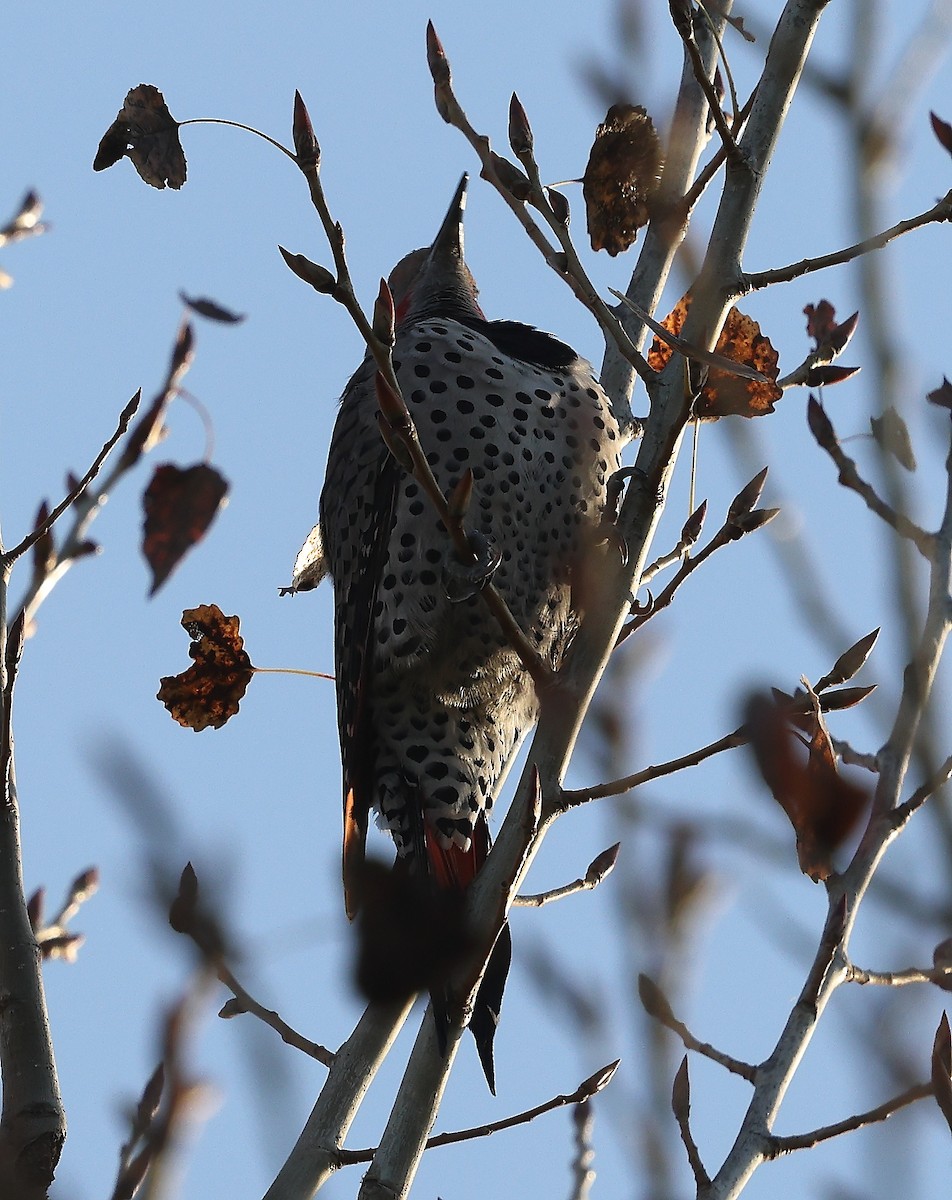 Northern Flicker - ML647789722