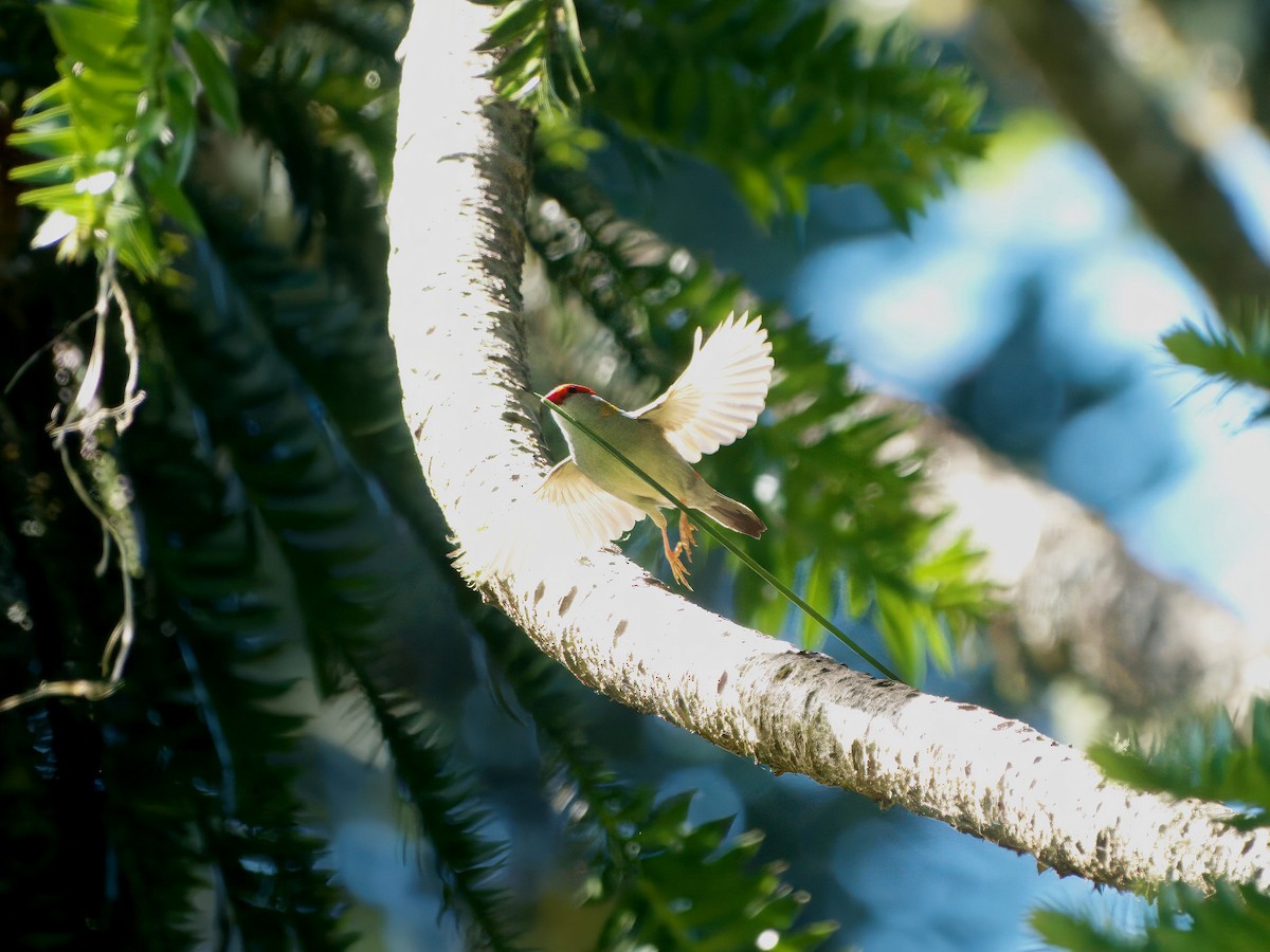 Diamante Cejirrojo - ML647789724