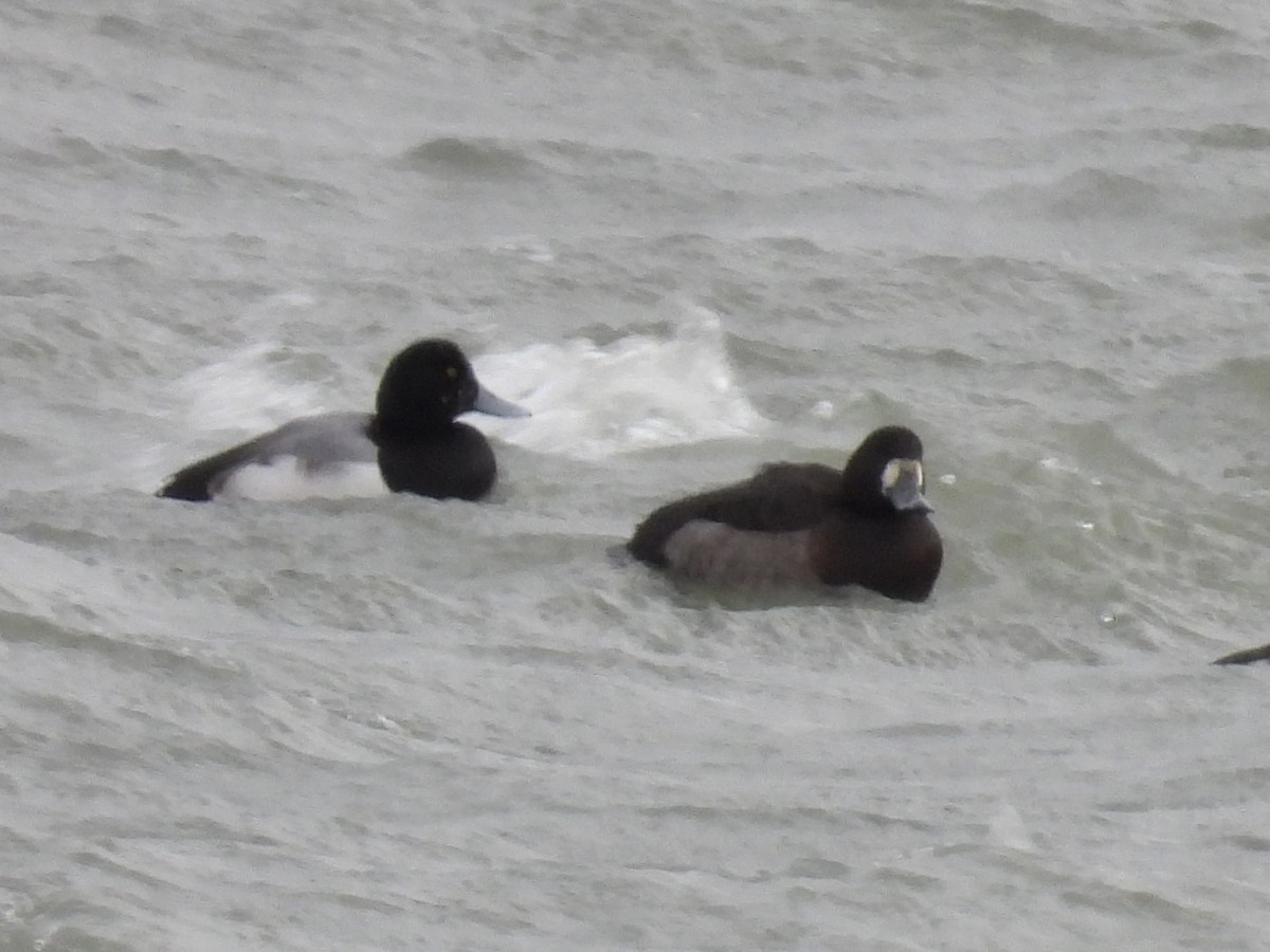 bergand - ML647789726