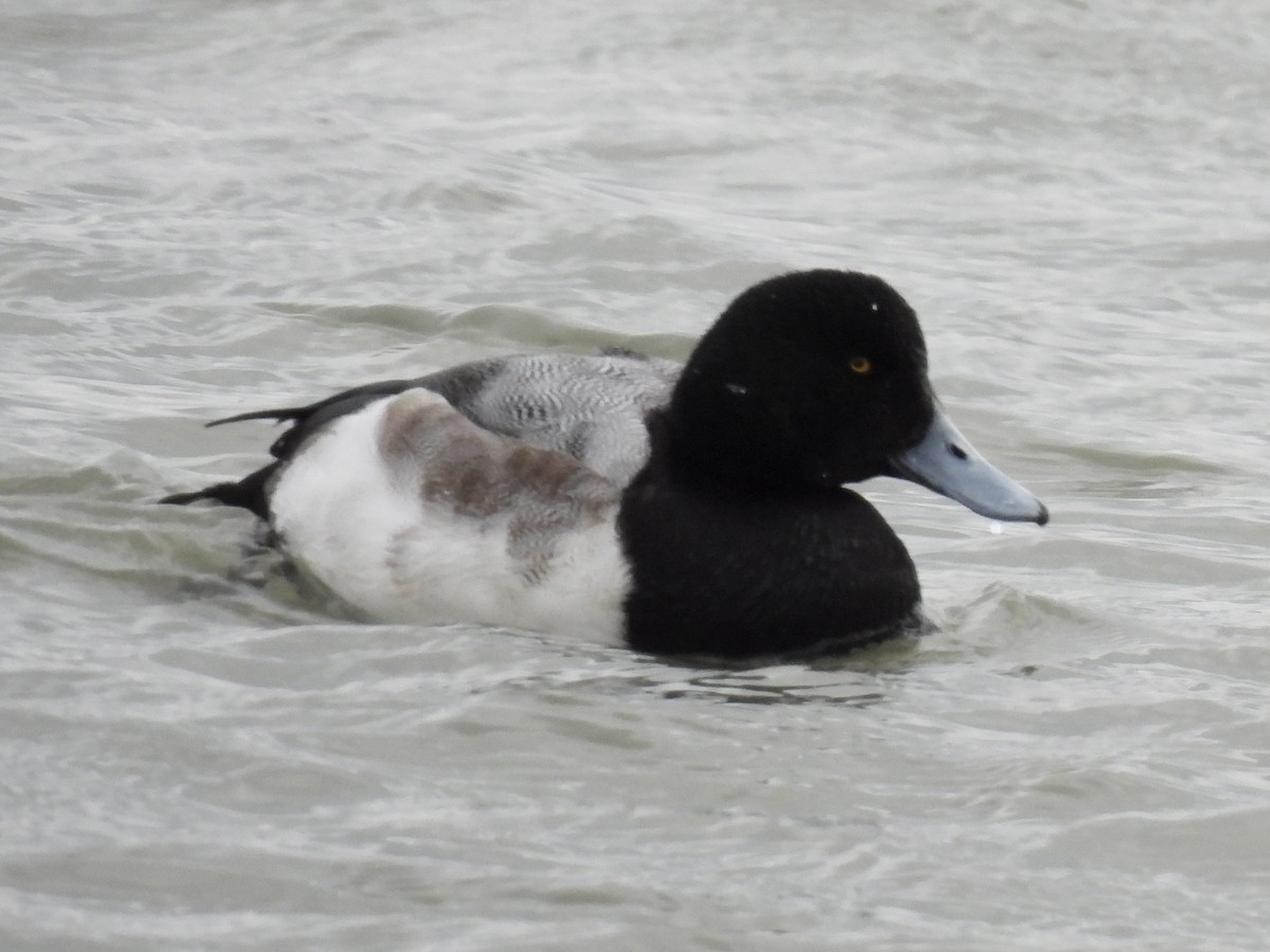 bergand - ML647789727