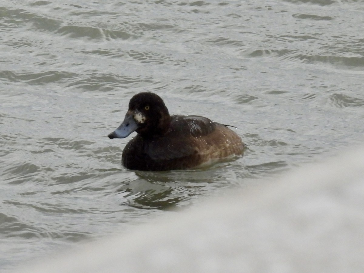 bergand - ML647789728