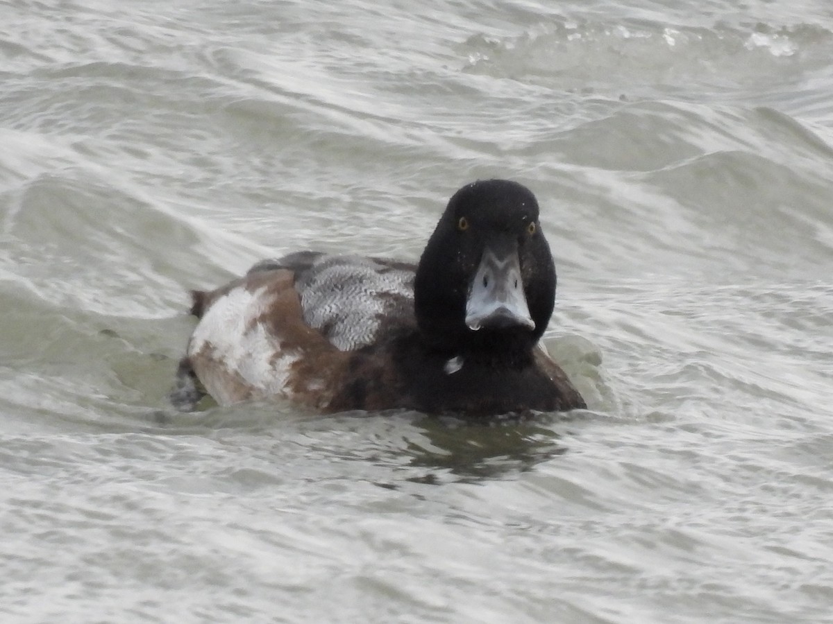 bergand - ML647789729