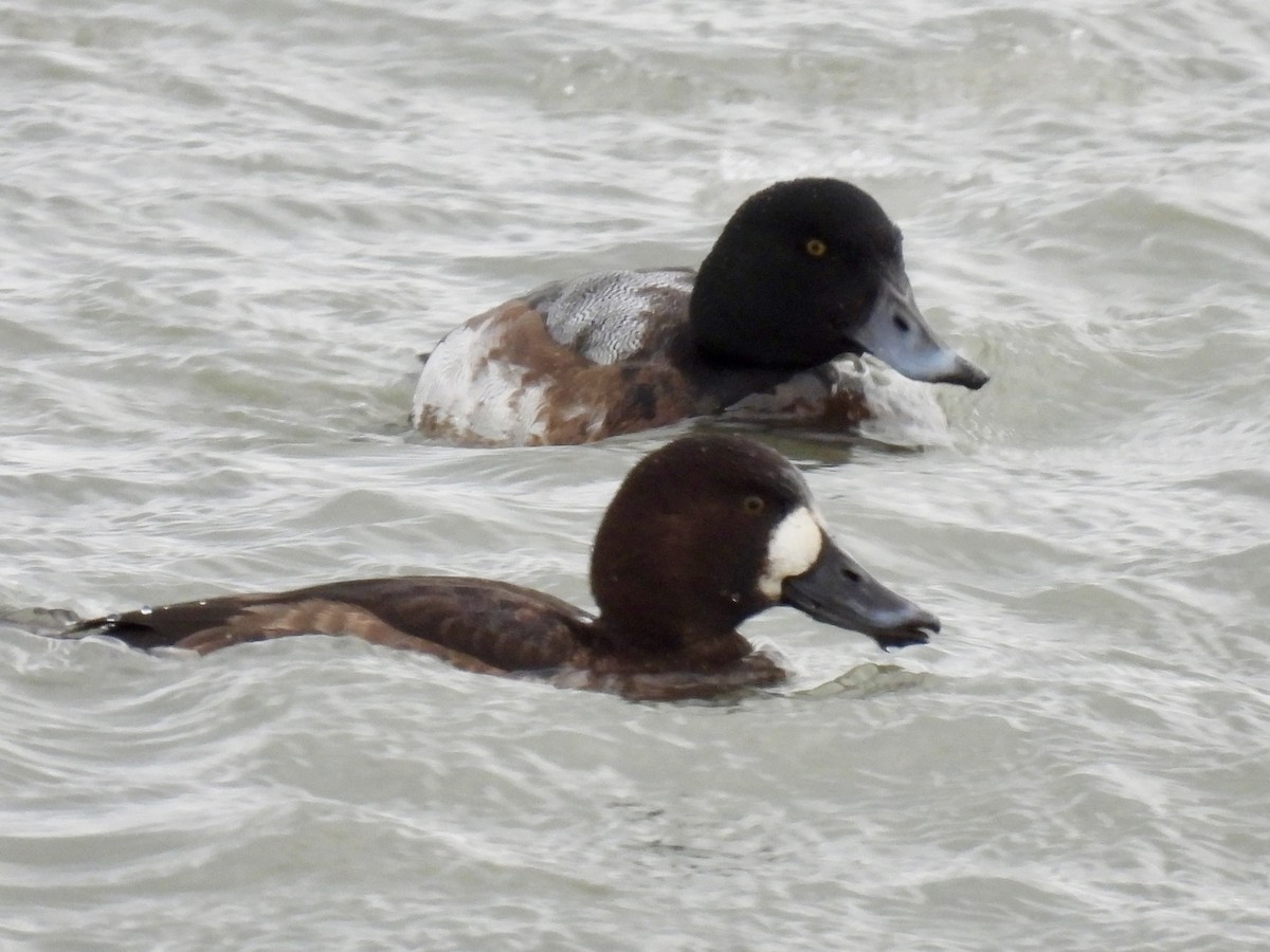 bergand - ML647789730