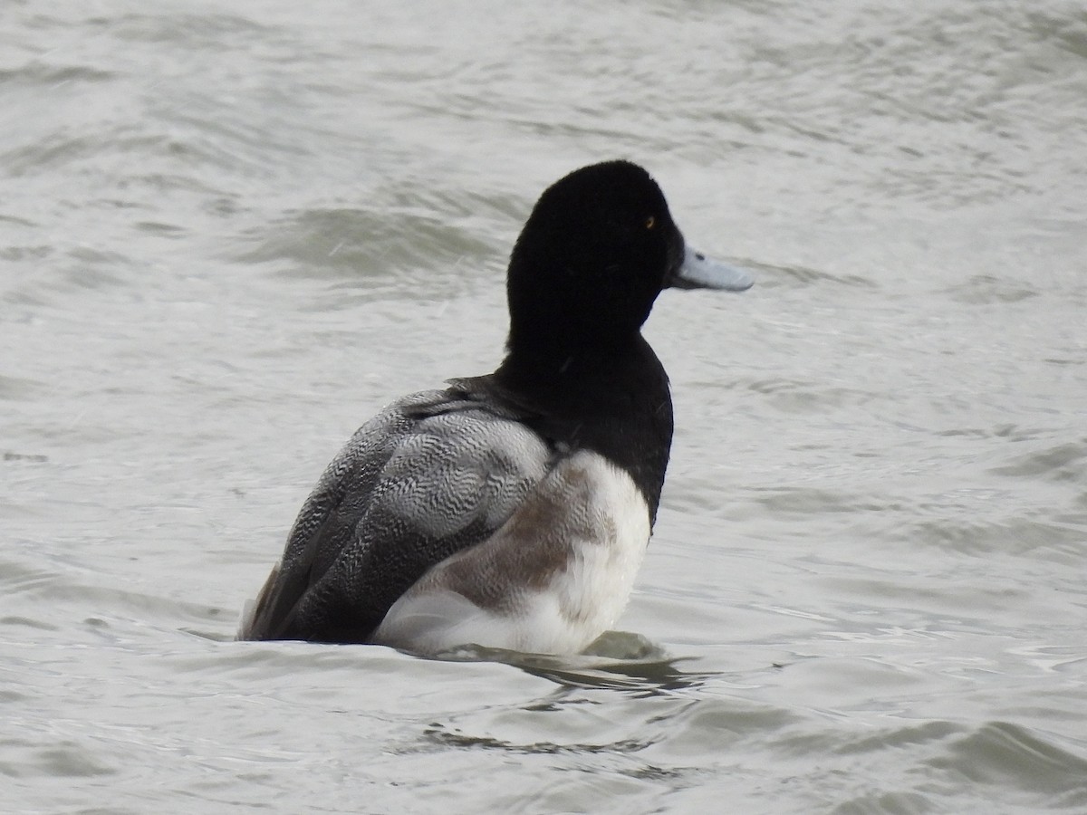 bergand - ML647789731